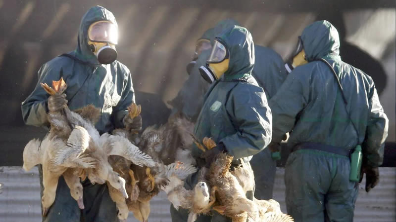 法国防御禽流感 扑杀1600万禽鸟