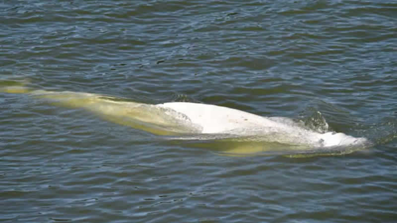 塞纳河中的大白鲸